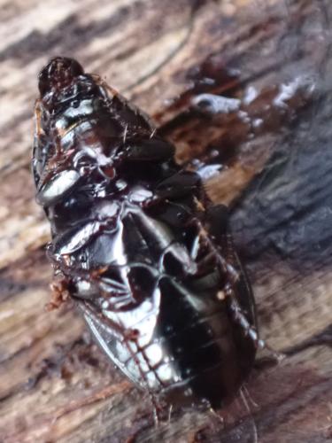 Amara sp.